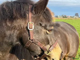 Övrig Hästutrustning hästutrustning till salu: Grimma från Jacson, stl Cob i Jonstorp - Annons 4