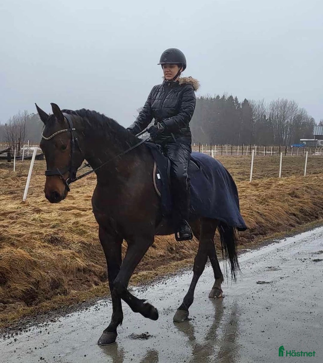 Allround hästar till salu: Mkt trevlig allroundvalack i Storfors - Annons 4