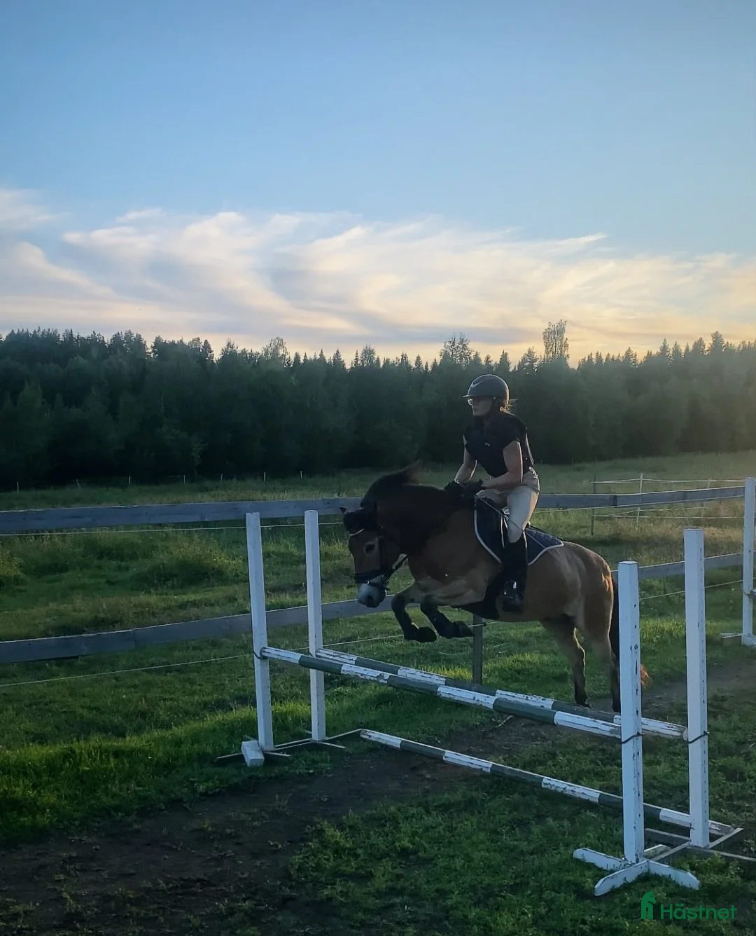 Allround hästar till salu: Talangfullt russ *TINGAD* i Vitå - Annons 1