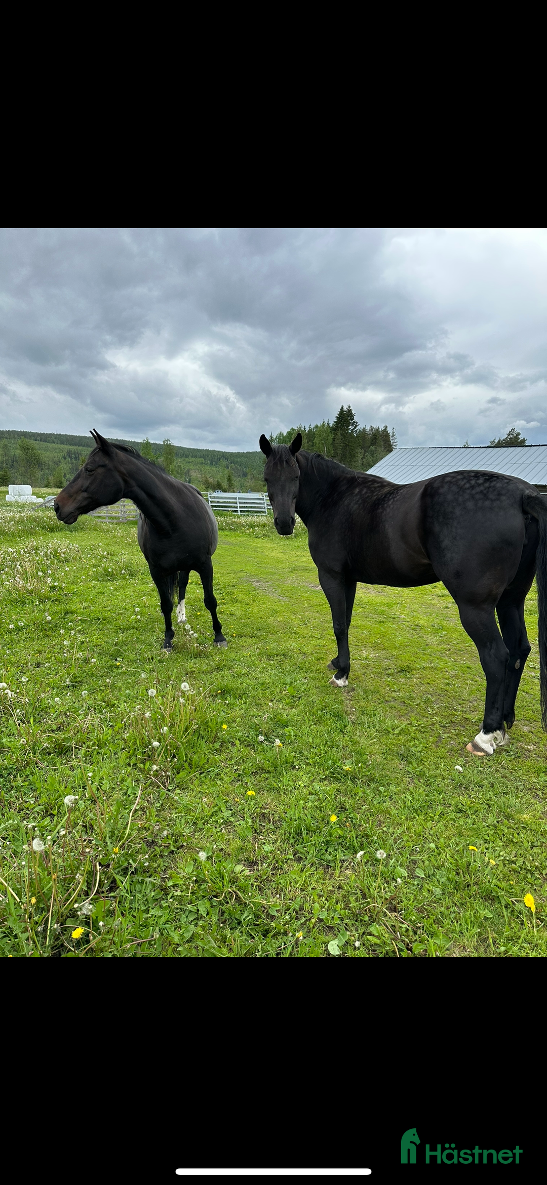 Sällskap hästar till salu: Sällskaps hästar säljes (mor och dotter) i Näsåker - Annons 12