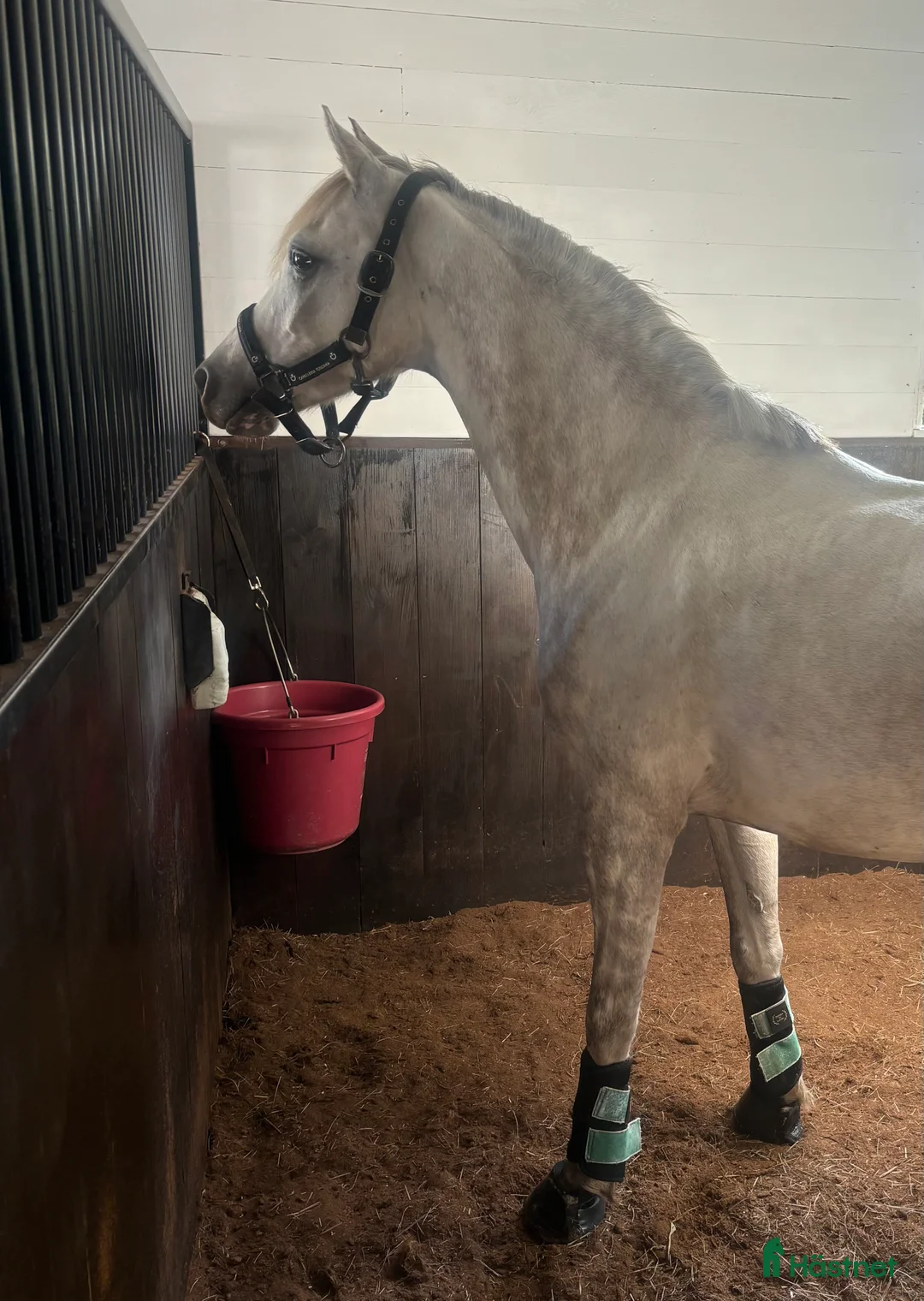 Dressyr hästar till salu: Unikt tillfälle då stallet är fullt i Ösmo - Annons 2