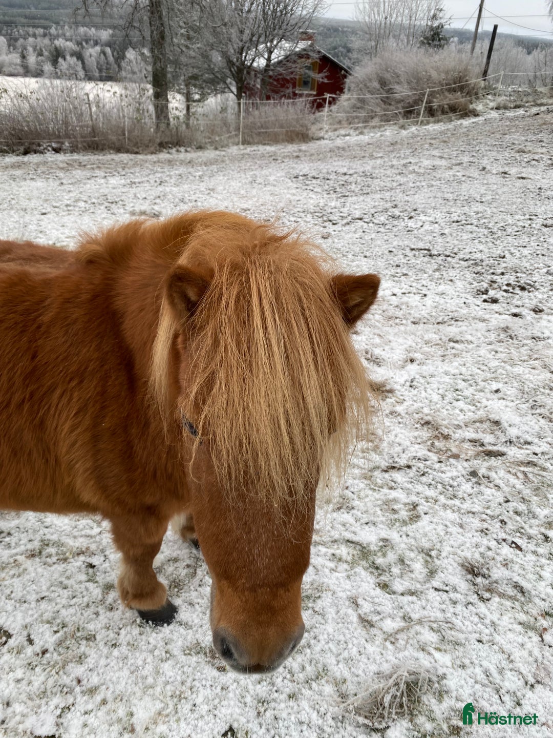 Western hästar till salu: shetlandsponny i Ramsele - Annons 3