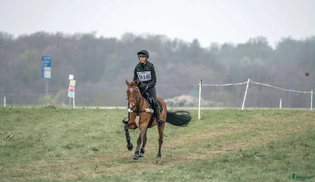 Allround hästar till salu: Personlig d-ponny i Vinslöv - Annons 3