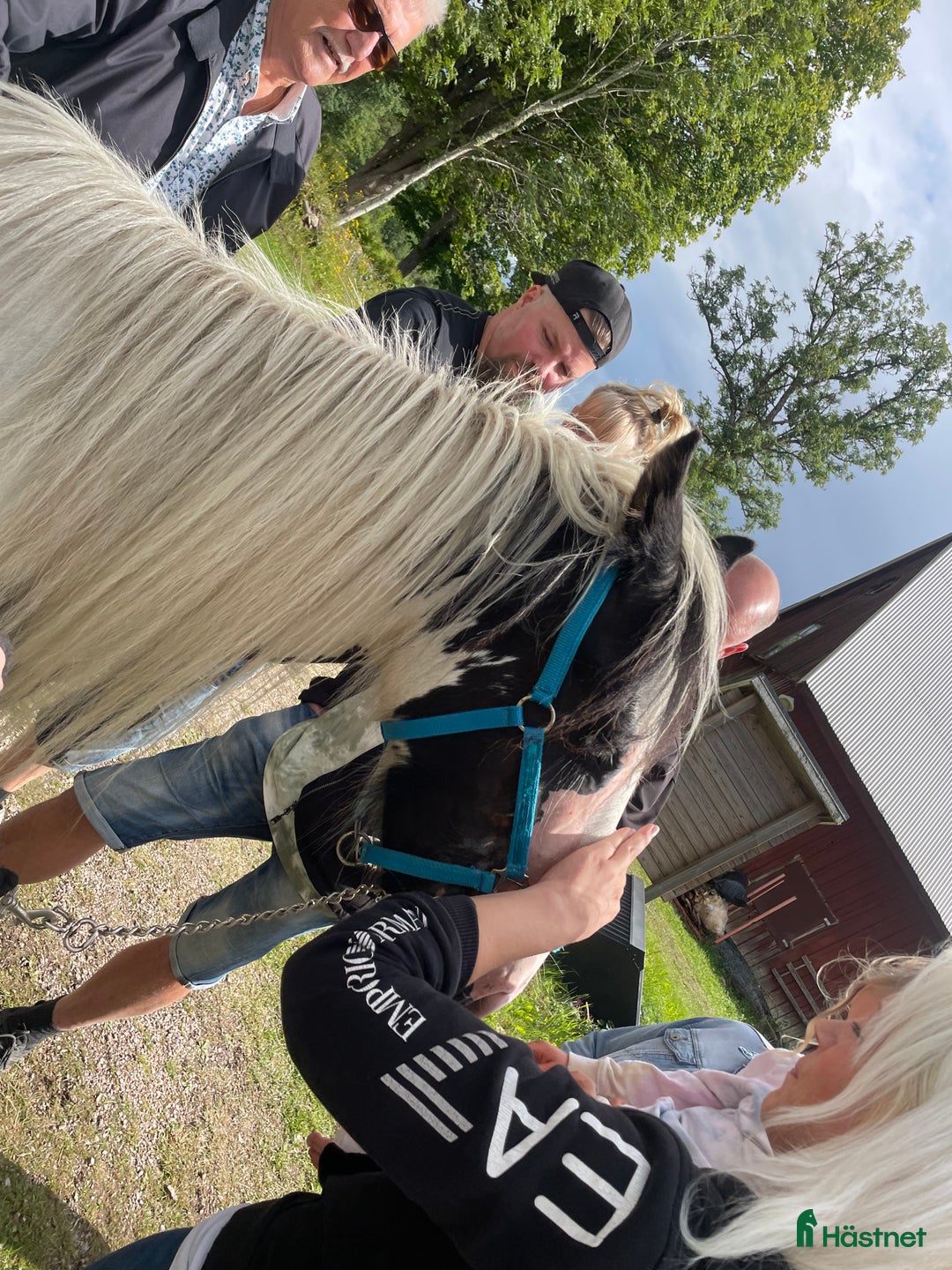 Allround hästar till salu: Fodervärd sökes  i Myresjö - Annons 13