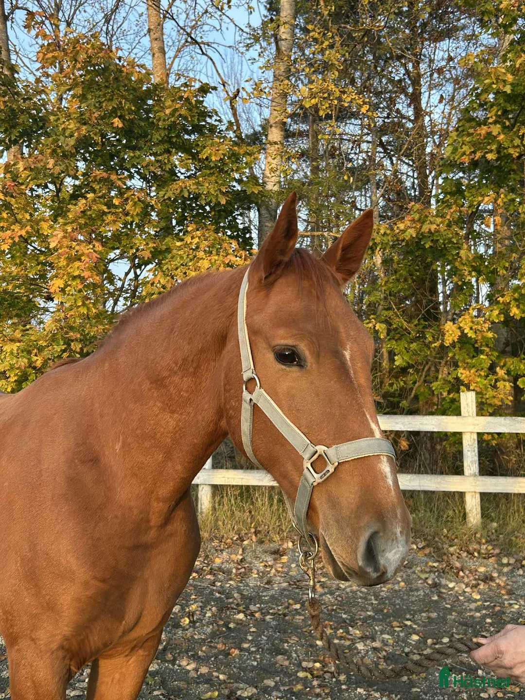 Hoppning hästar till salu: Valack e. El Barone i Norrtälje - Annons 2