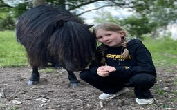 Avel hästar till salu: Godkänd avelshingst  i Björkvik - Bild 6