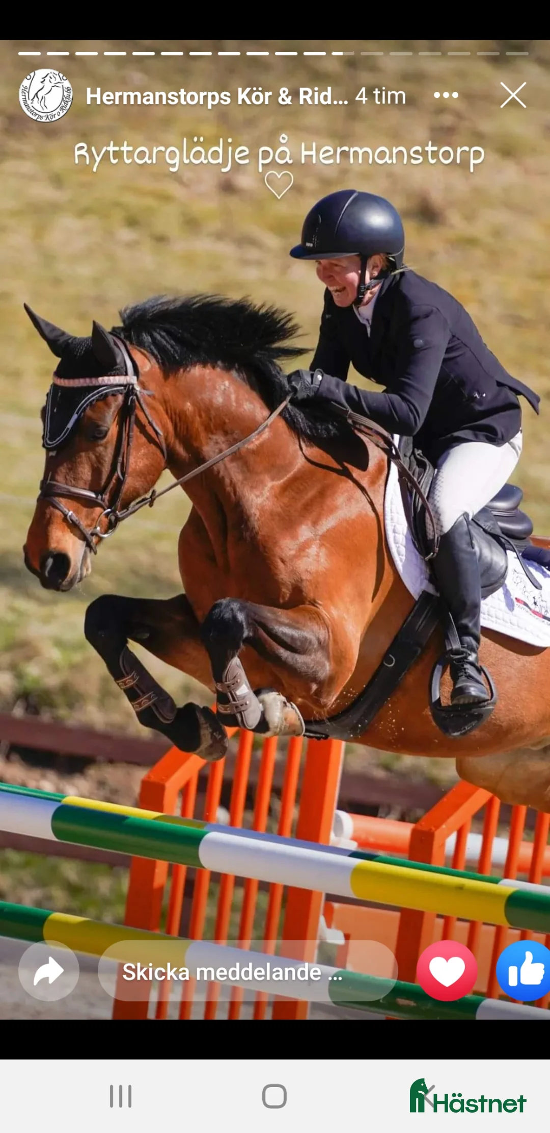 Allround hästar till salu: Läromästare - Annons 2