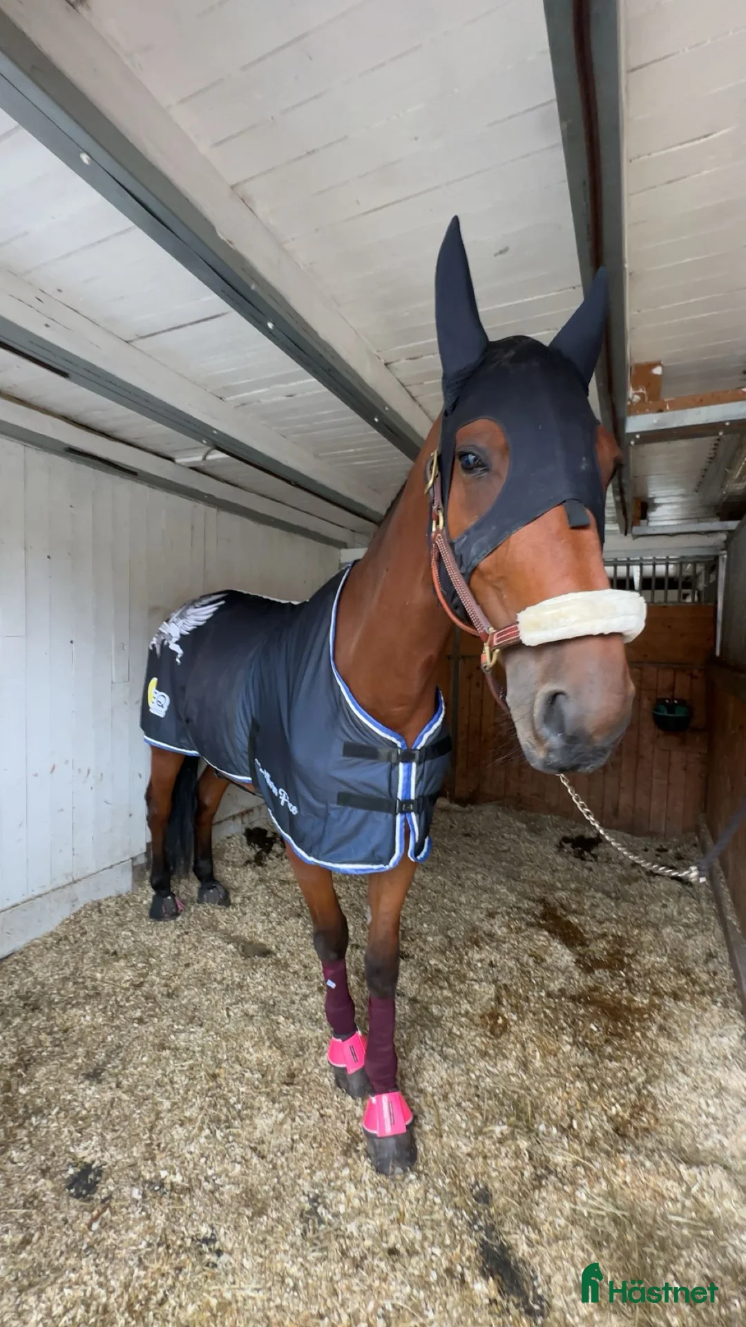 Akademiskt hästar till salu: SÖKER FODERVÄRD - Annons 2