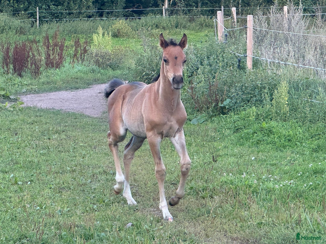 Allround hästar till salu: Blivande D ponny sto i Vimmerby - Annons 4