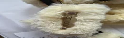 Övrig Hästutrustning hästutrustning till salu: NWT Fluffgrimma ifrån Kentucky - Annons 8