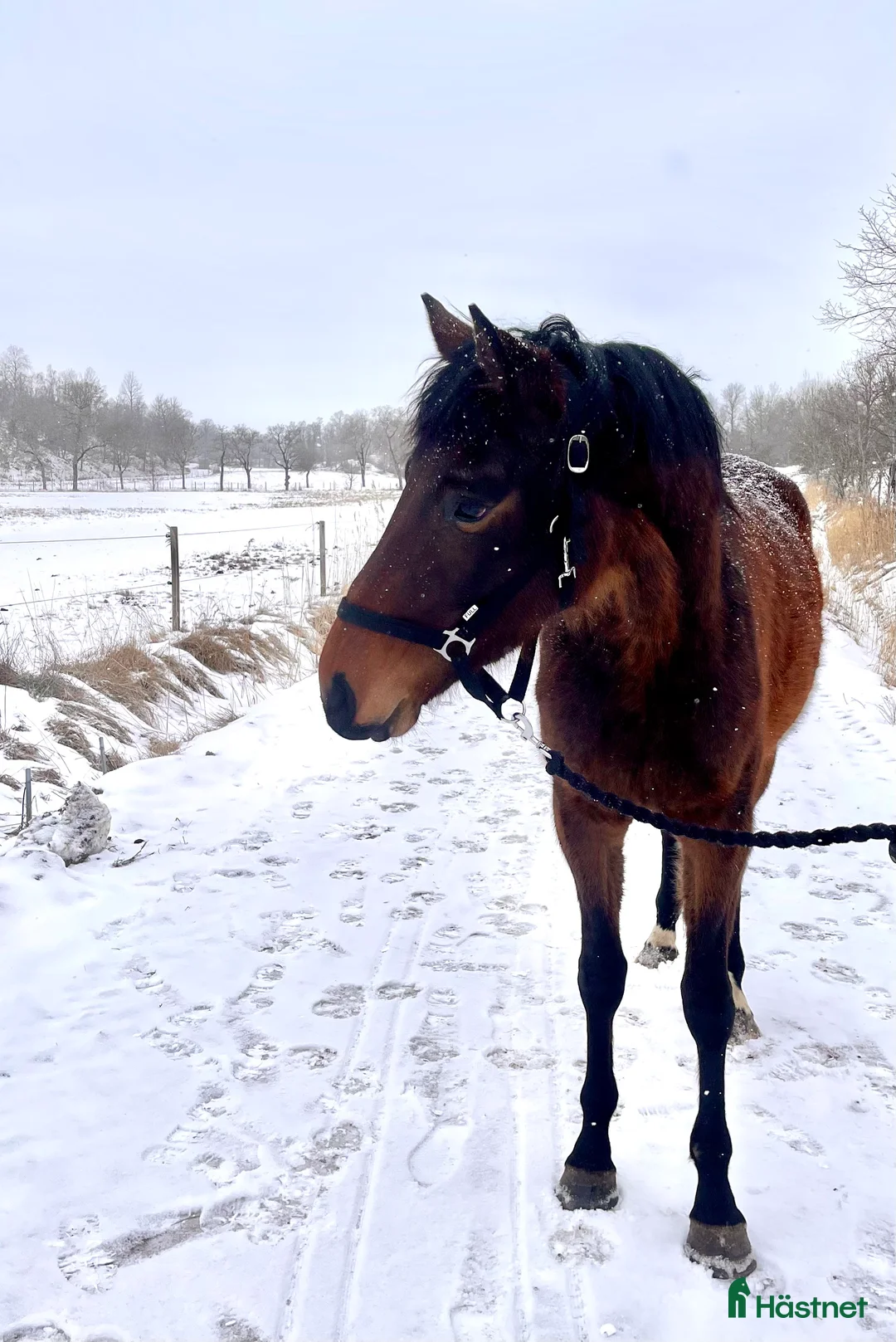 Hoppning hästar till salu: Trevlig 3åring med hoppstam - Annons 1