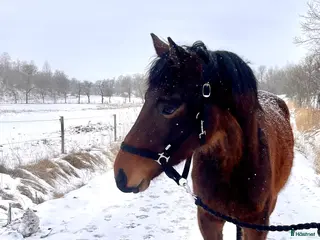 hästar Trevlig 3åring med hoppstam - Annons 11