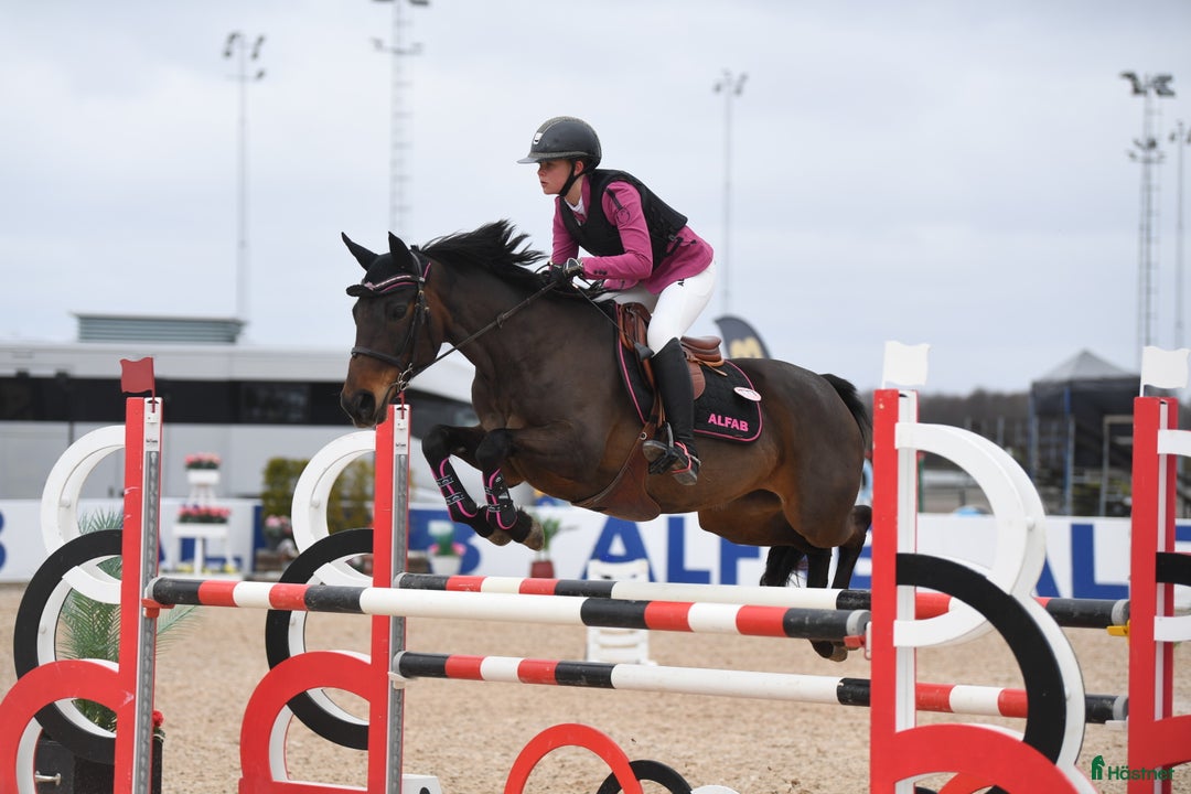 Hoppning hästar till salu: Maxad D Ponny  i Munkedal - Annons 2