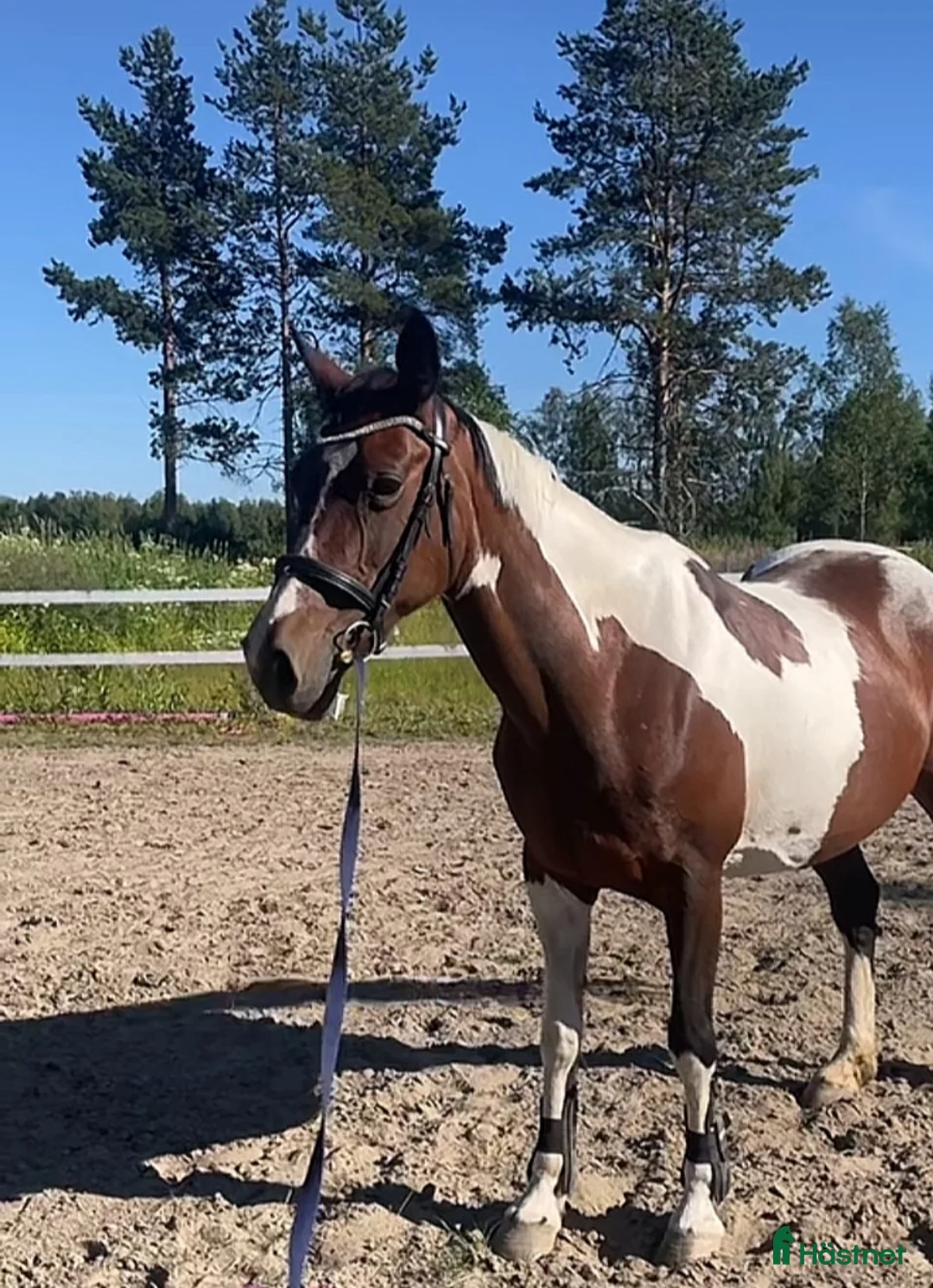 Sällskap hästar till salu: Sällskaps-/promenad-/projektponny - Annons 12