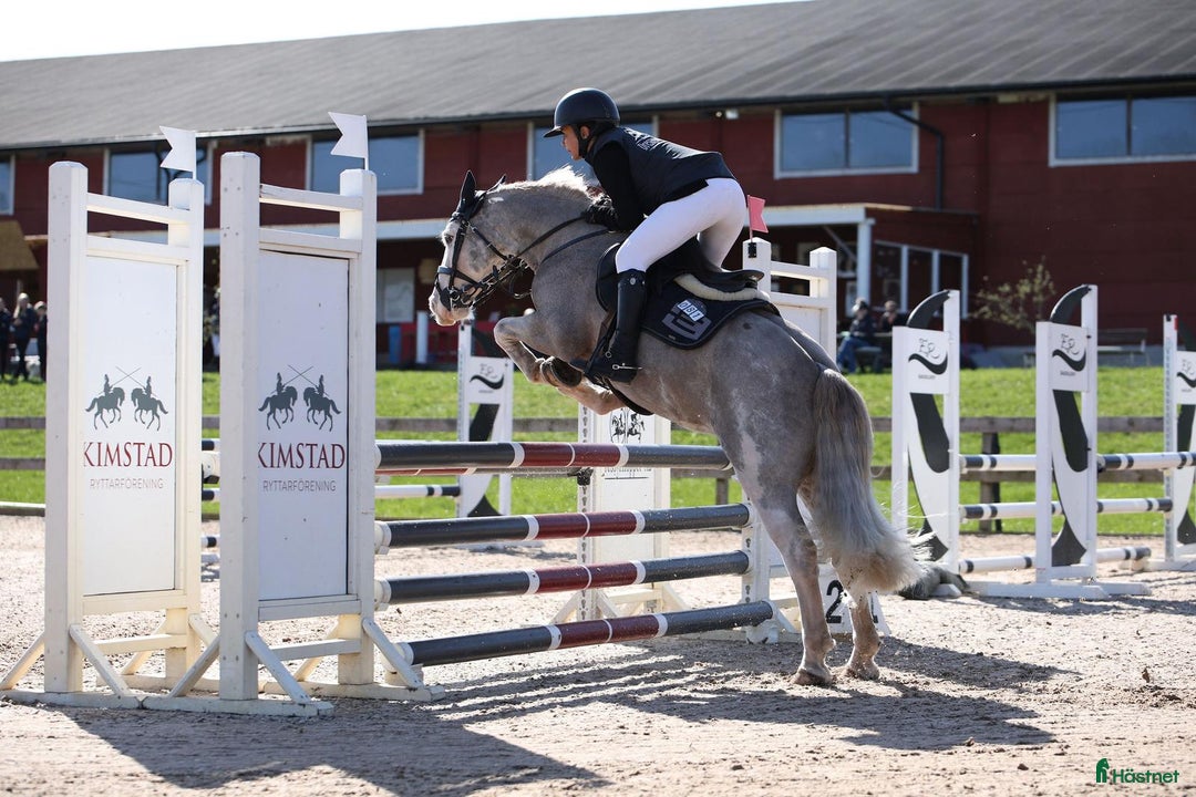 Allround hästar till salu: Snäll B-ponny i Kolmården - Annons 8
