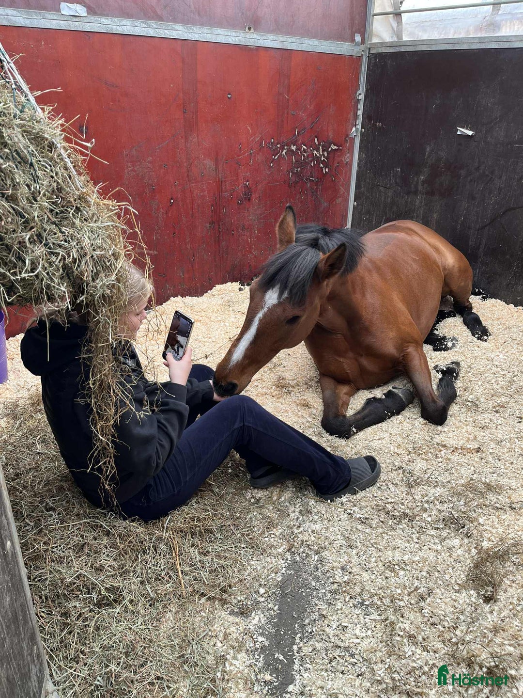 Allround hästar till salu: One in a million, vår älskade ponny söker sitt hem i Ärla - Annons 1