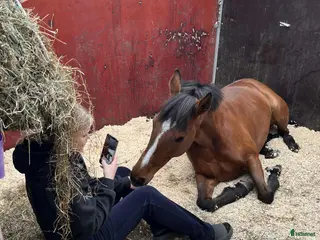 hästar One in a million, vår älskade ponny söker sitt hem - Annons 1