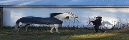 Täcken hästutrustning till salu: 130 cm show-stalltäcke fodrat - Annons 3