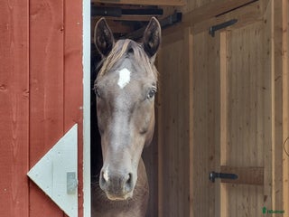 hästar Max söker ett nytt hem i Munkfors - Annons 17