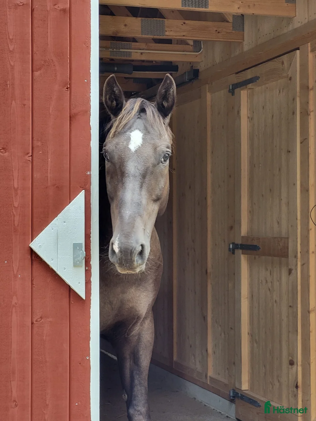 Allround hästar till salu: Max söker ett nytt hem - Annons 1