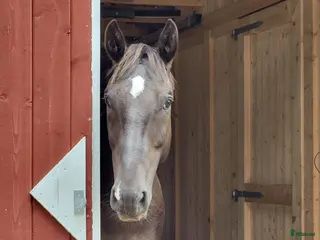 hästar Max söker ett nytt hem - Annons 15