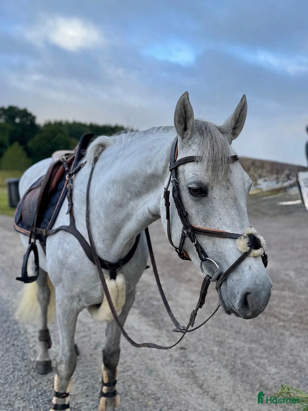 Allround hästar till salu: TREVLIG ALLROUND PONNY 🩷 - Annons 1