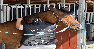  hästar FEI-ponny med power under hovarna i Nacka - Annons 2