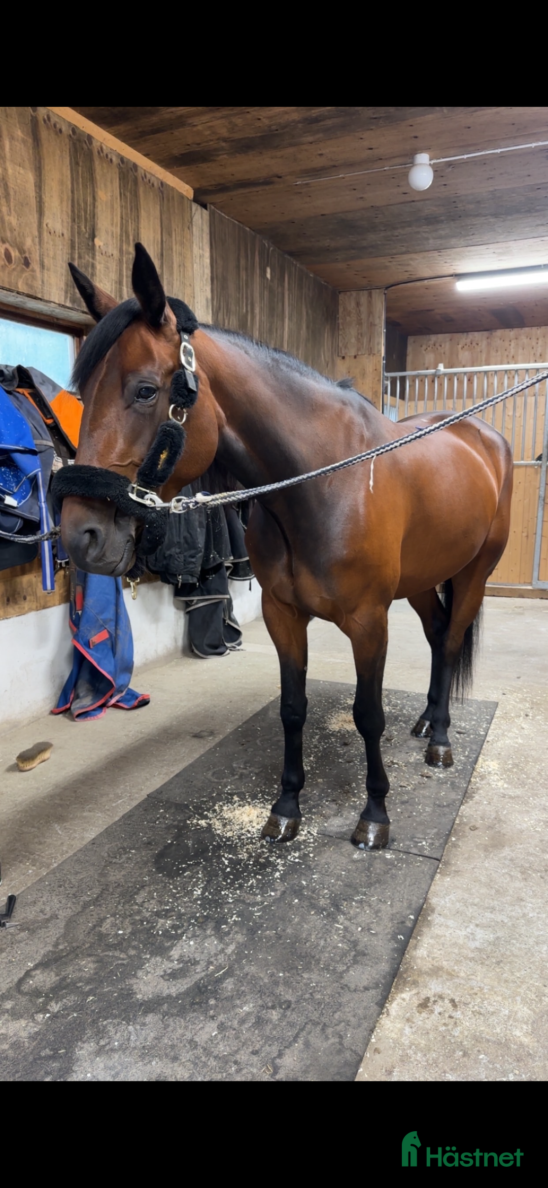 Allround hästar till salu: 5-årigt sto söker nytt hem i Ekerö - Annons 2