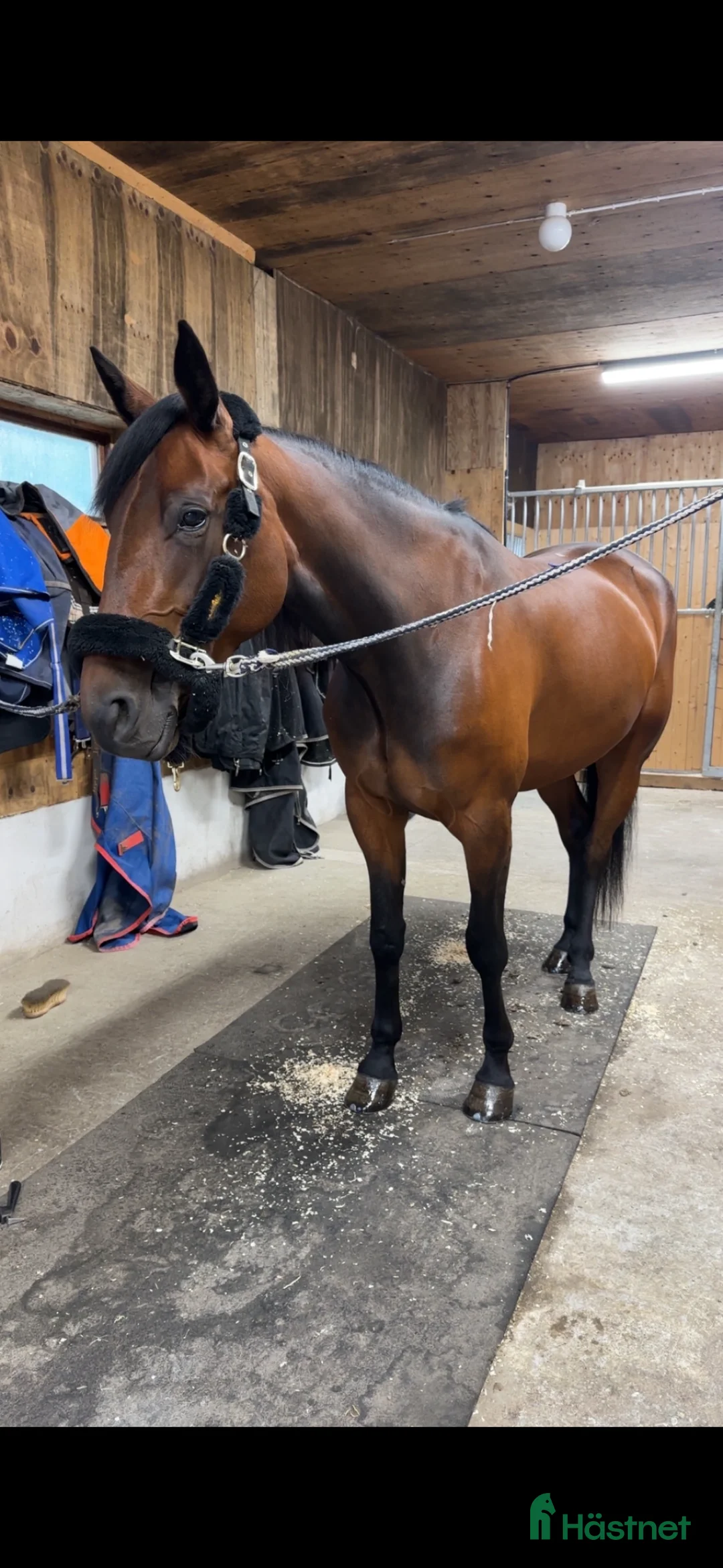 Allround hästar till salu: 5-årigt sto söker nytt hem i Ekerö - Annons 2
