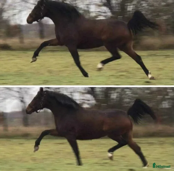  hästar BOKAD: Avelssto dräktig m Hesselhøj Double Up i Kalmar - Annons 13