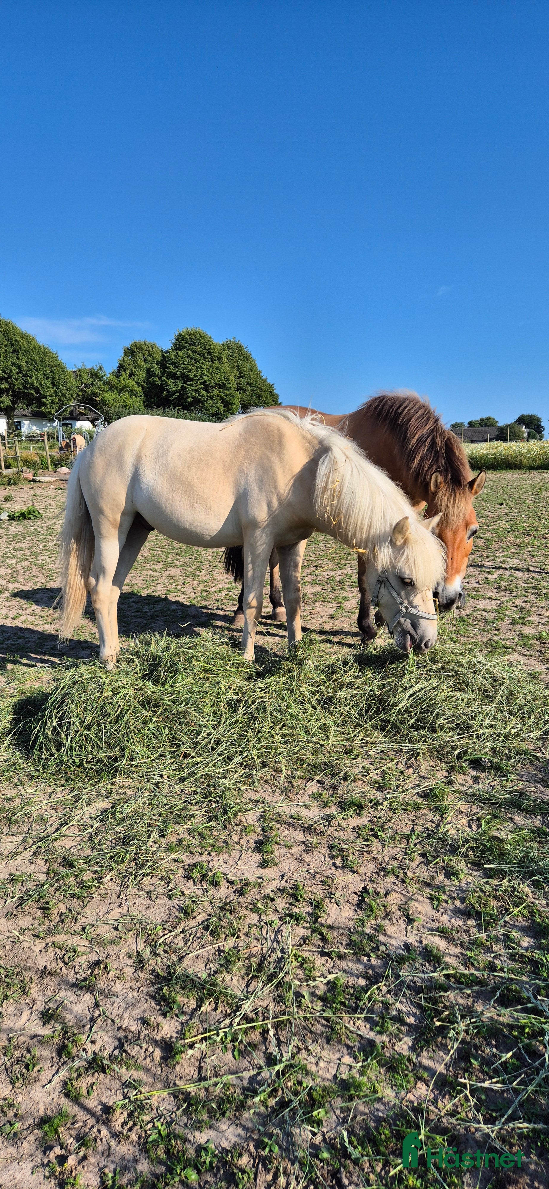  hästar Grabb för framtiden - Annons 9