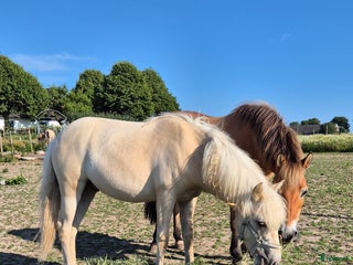 hästar Grabb för framtiden - Annons 2