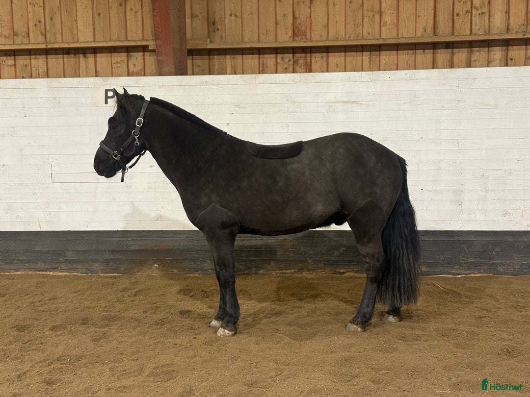 Allround hästar till salu: Ponnyn med potential för allt! i Sollentuna - Annons 3