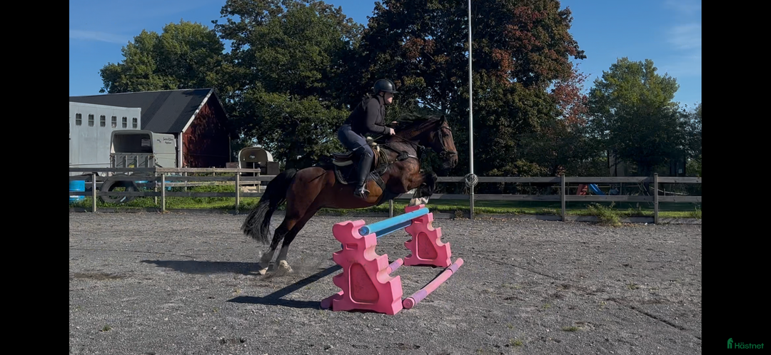 Hoppning hästar till salu: Pigg hopp ponny *Prissänkt* ev byte i Kosta - Annons 2