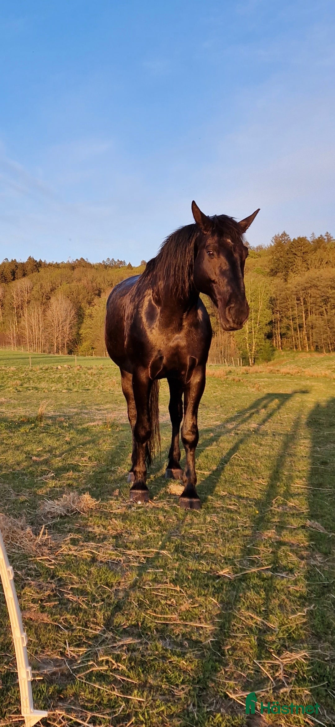  hästar Polsk halvblod, världens snällaste häst i Olofstorp - Annons 1