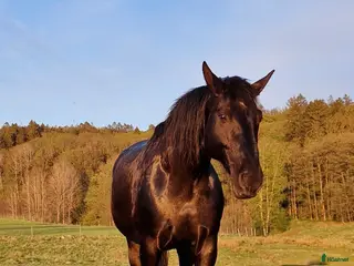 hästar Polsk halvblod, världens snällaste häst i Olofstorp - Annons 1