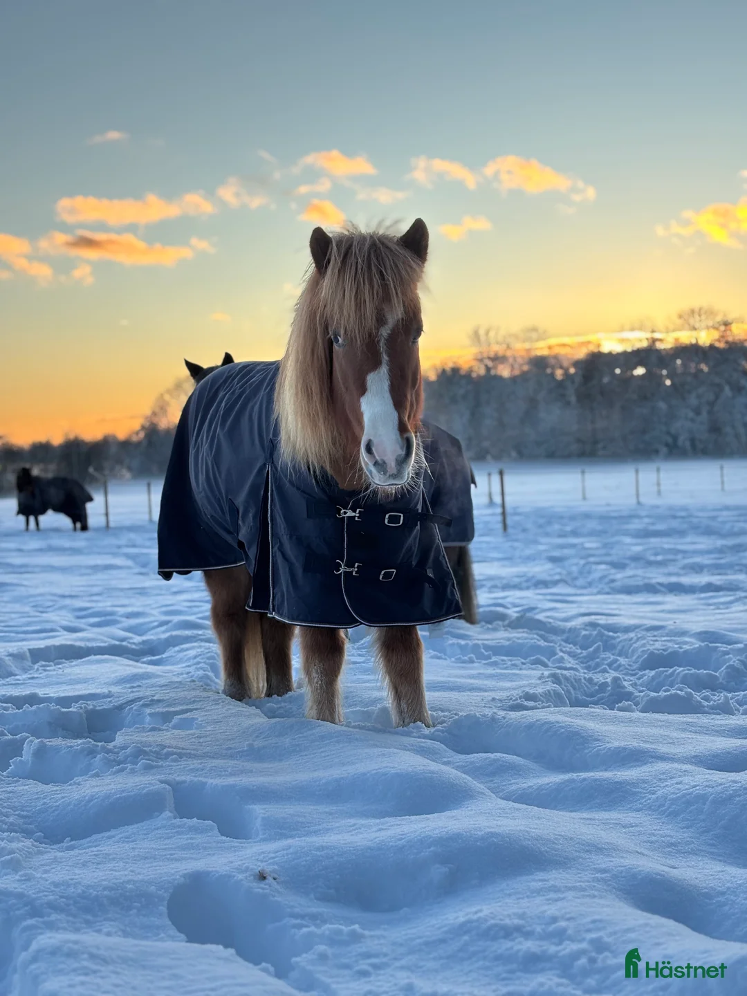 Island hästar till salu: En toppen häst för rätt person  - Annons 2