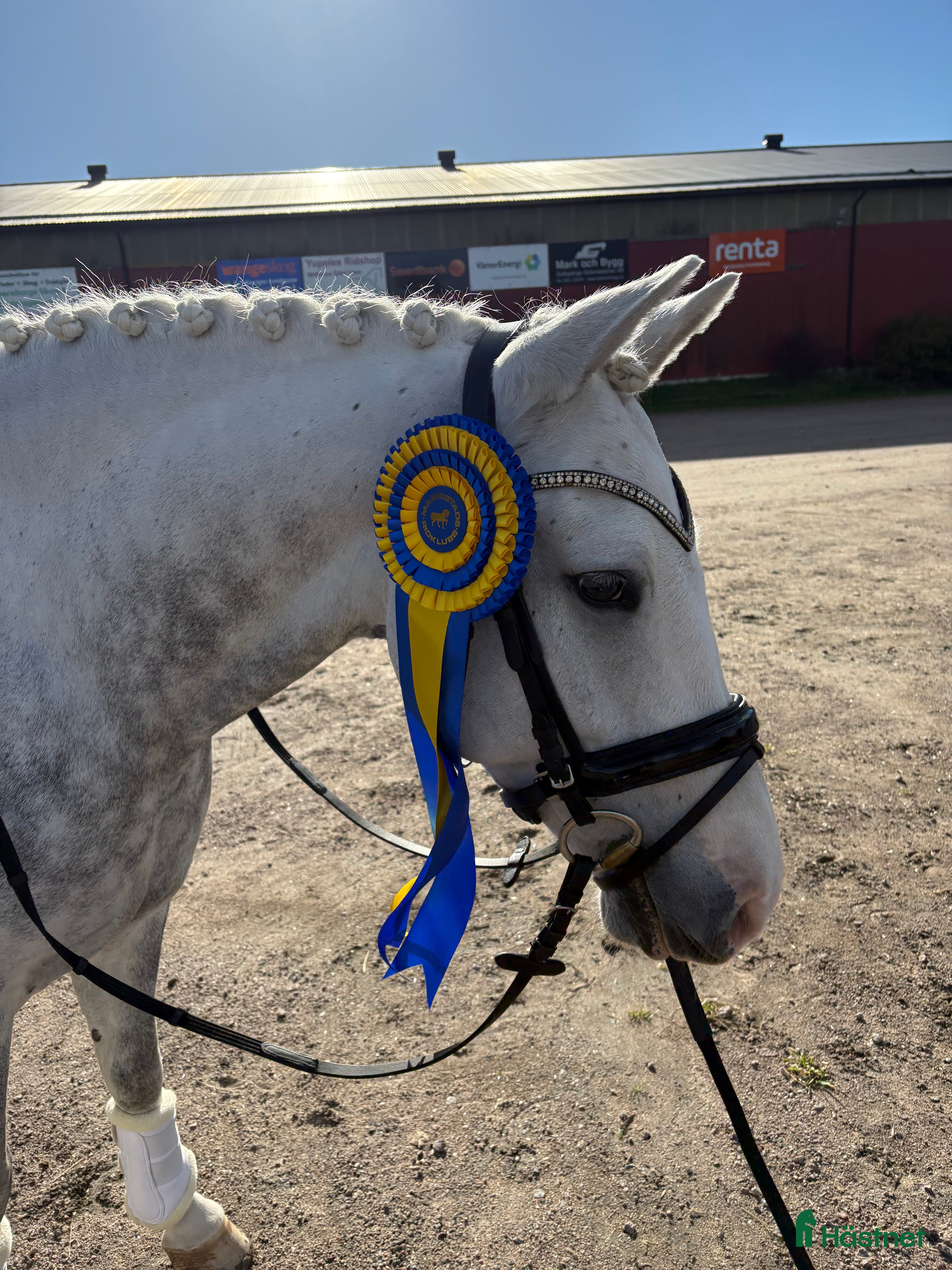  hästar Fantastisk ponny med stor utstrålning  i Mölltorp - Annons 1