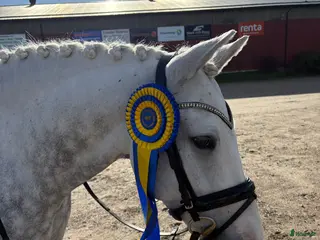 hästar Fantastisk ponny med stor utstrålning - Annons 16