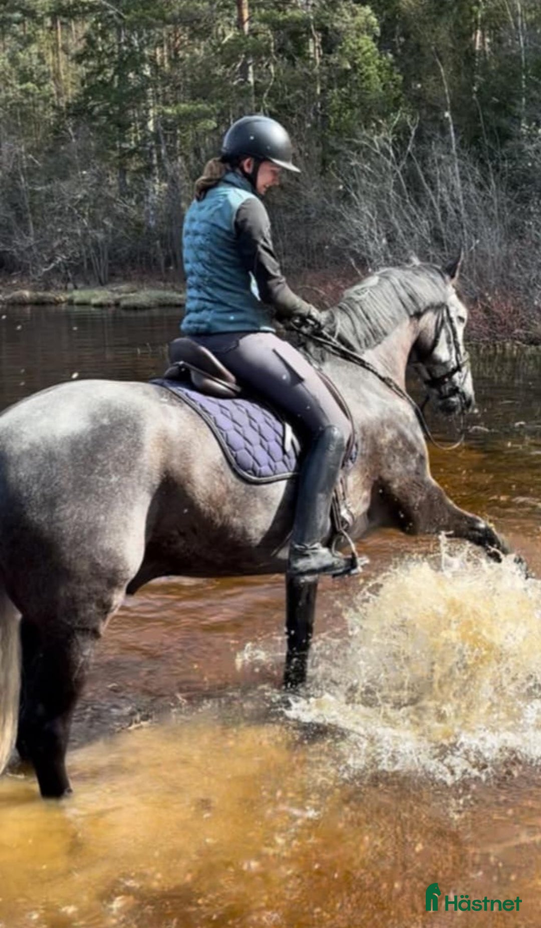 Dressyr hästar till salu: Fantastisk 7-årig PRE-valack till salu ✨  i Bergshamra - Annons 3