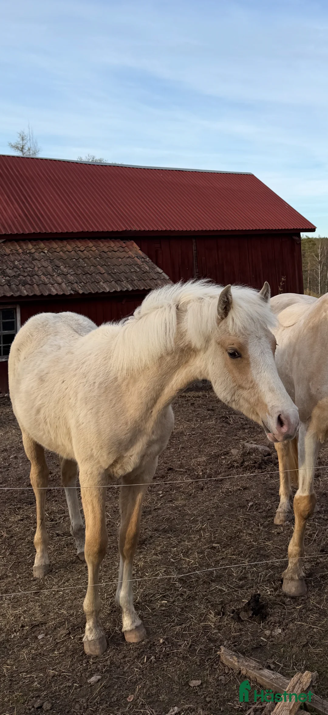 Allround hästar till salu: Vacker blivande D-ponny -24 - Annons 1