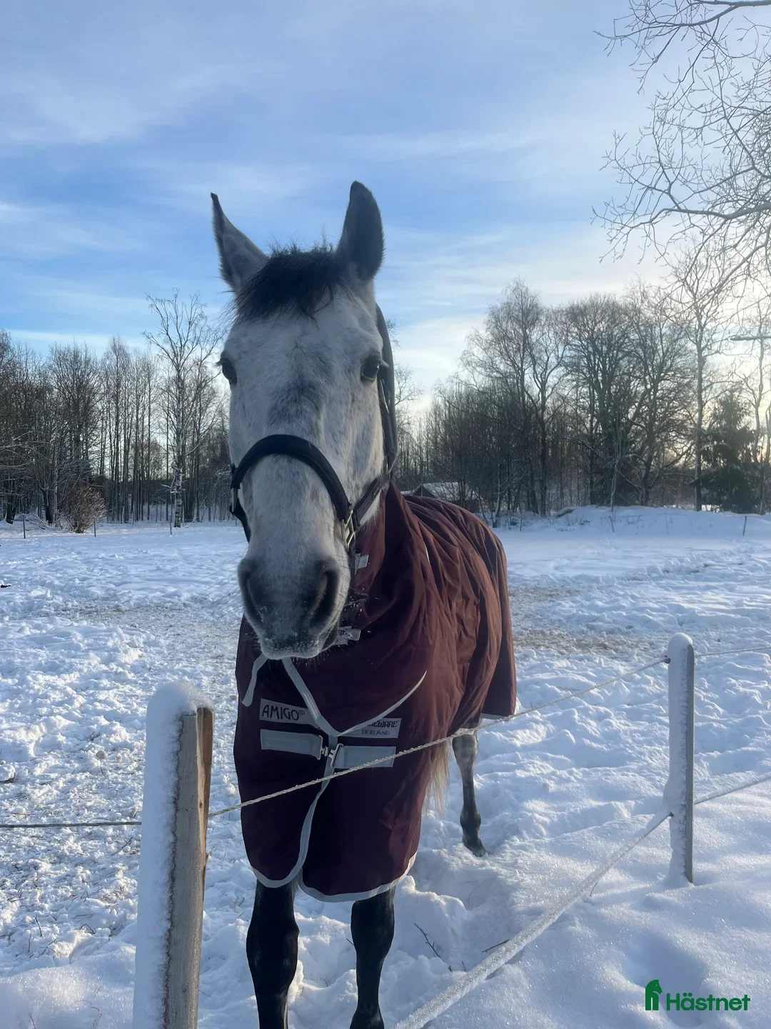 Hoppning hästar till salu: Rolig tävlingskompis i Hudiksvall - Annons 2