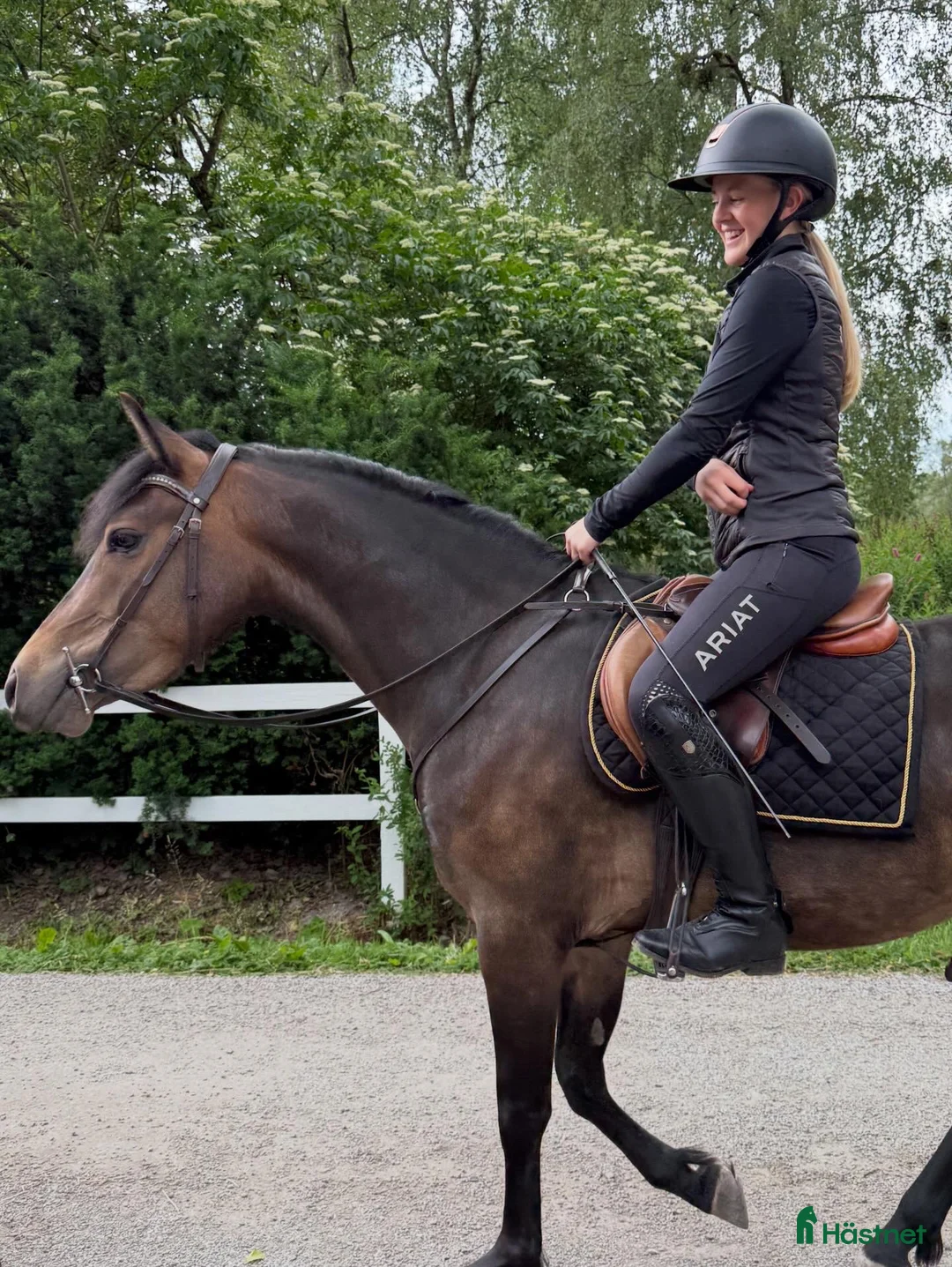 Allround hästar till salu: Rans Leon  i Vendelsö - Annons 1