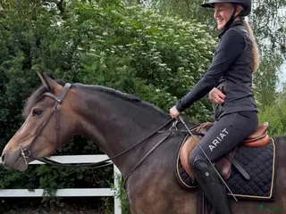 hästar Rans Leon i Vendelsö - Annons 3