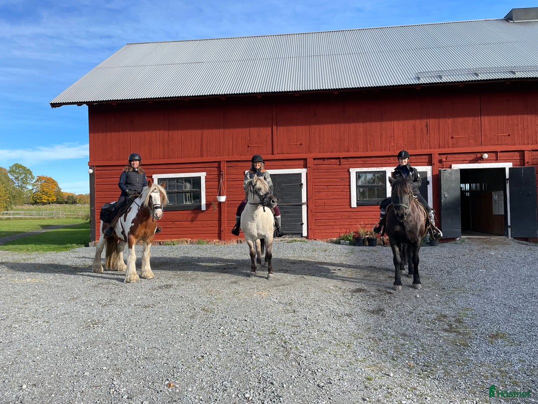  medryttarhäst finnes: 4 trygga hästar i Märsta söker medryttare i Märsta - Annons 4
