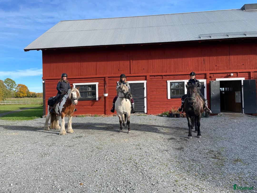  medryttarhäst finnes: 2 trygga hästar i Märsta för uteritter! - Annons 2