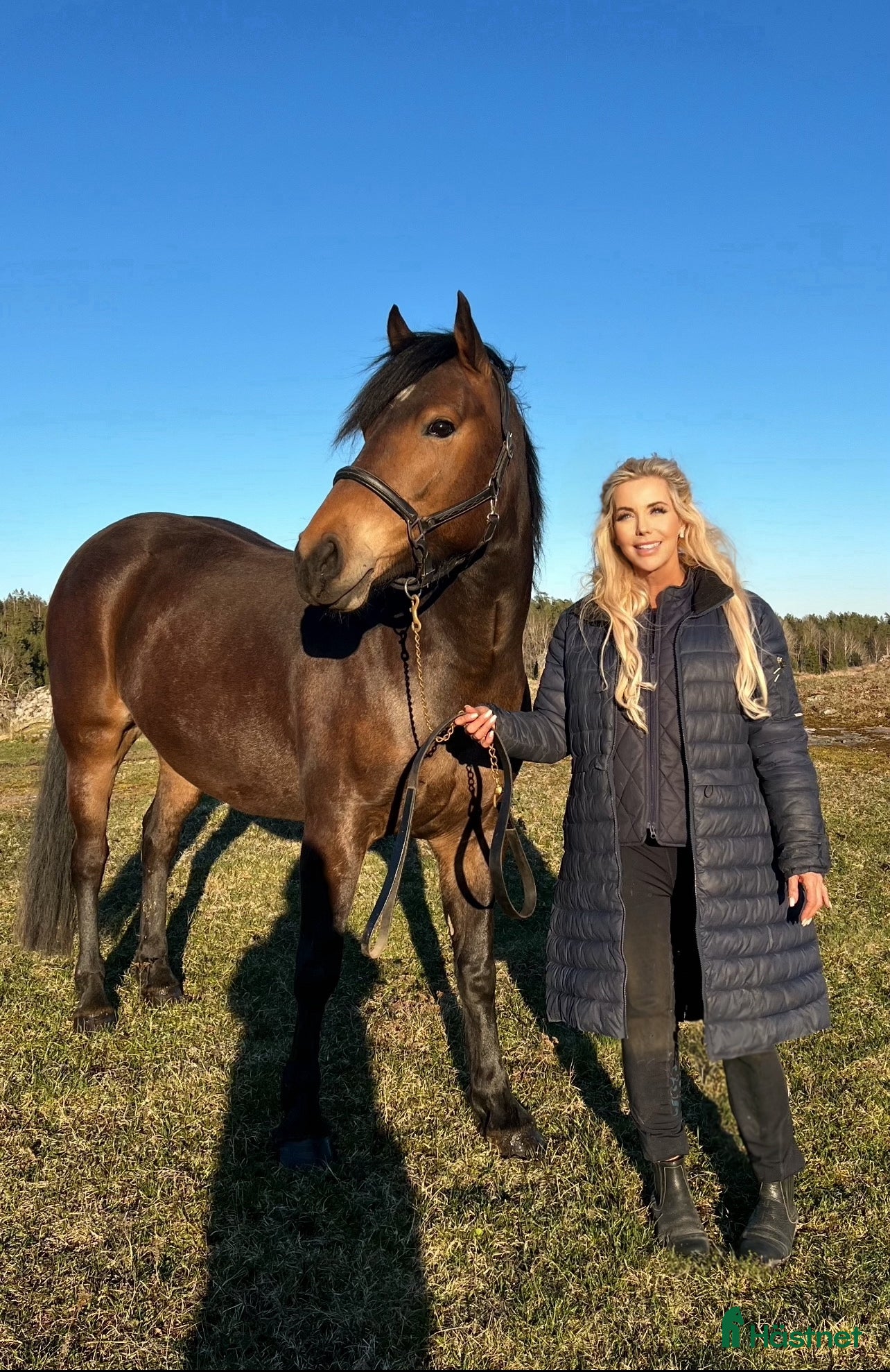 Allround hästar till salu: PRINCESS ROYAL LEGACY -fantastiskt sto m potential i Gnesta - Annons 3