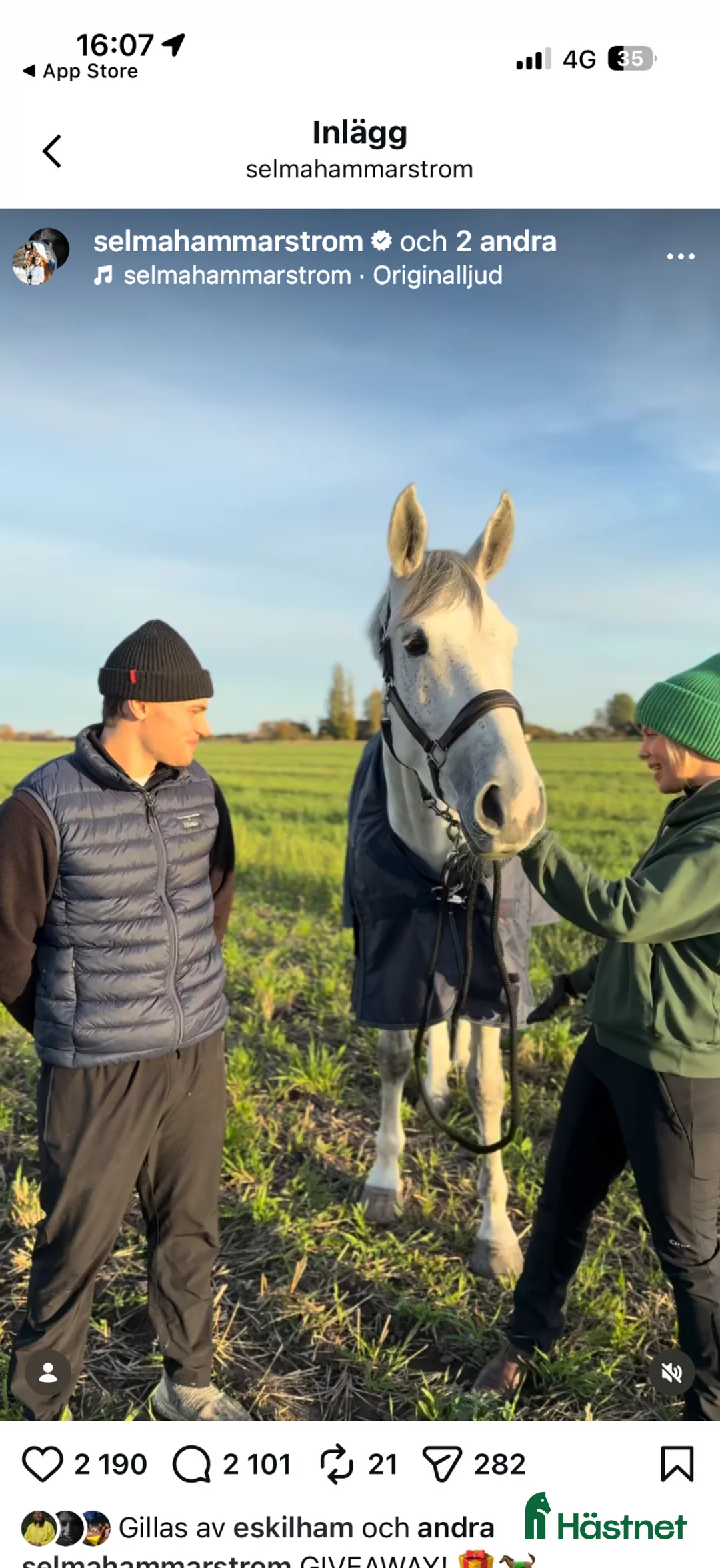 Hoppning hästar till salu: Hopphäst 6 år för höga klasser - Annons 10