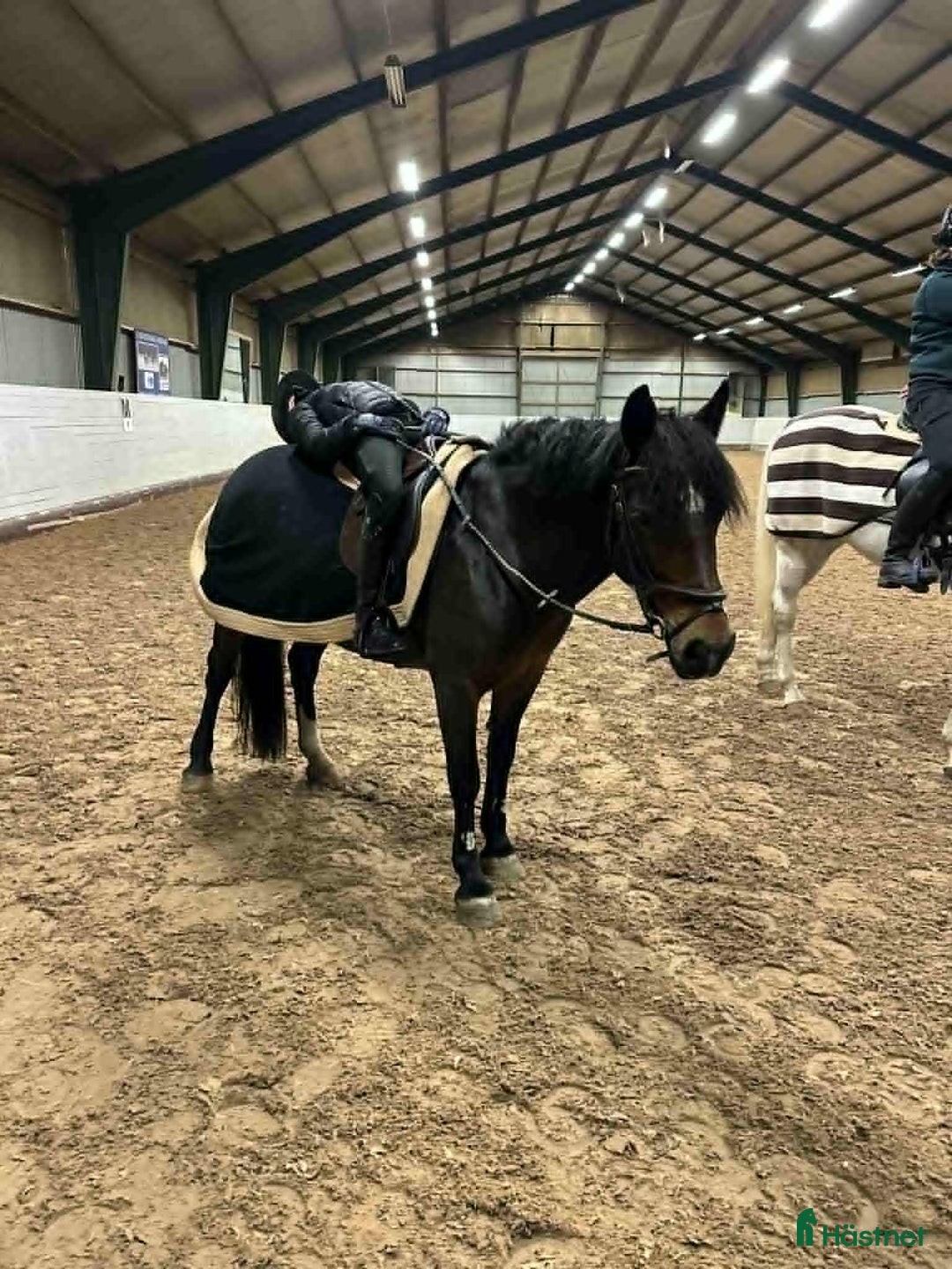 Hoppning hästar till salu: En fantastisk c ponny i Löddeköpinge - Annons 2