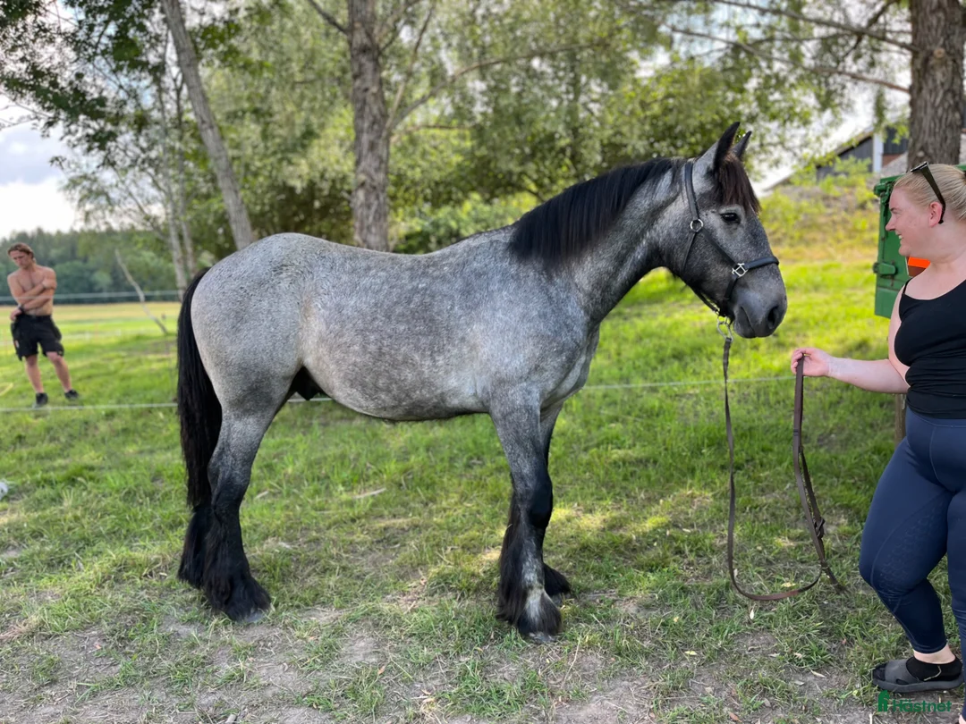 Allround hästar till salu: Bombproof kompis - Annons 2
